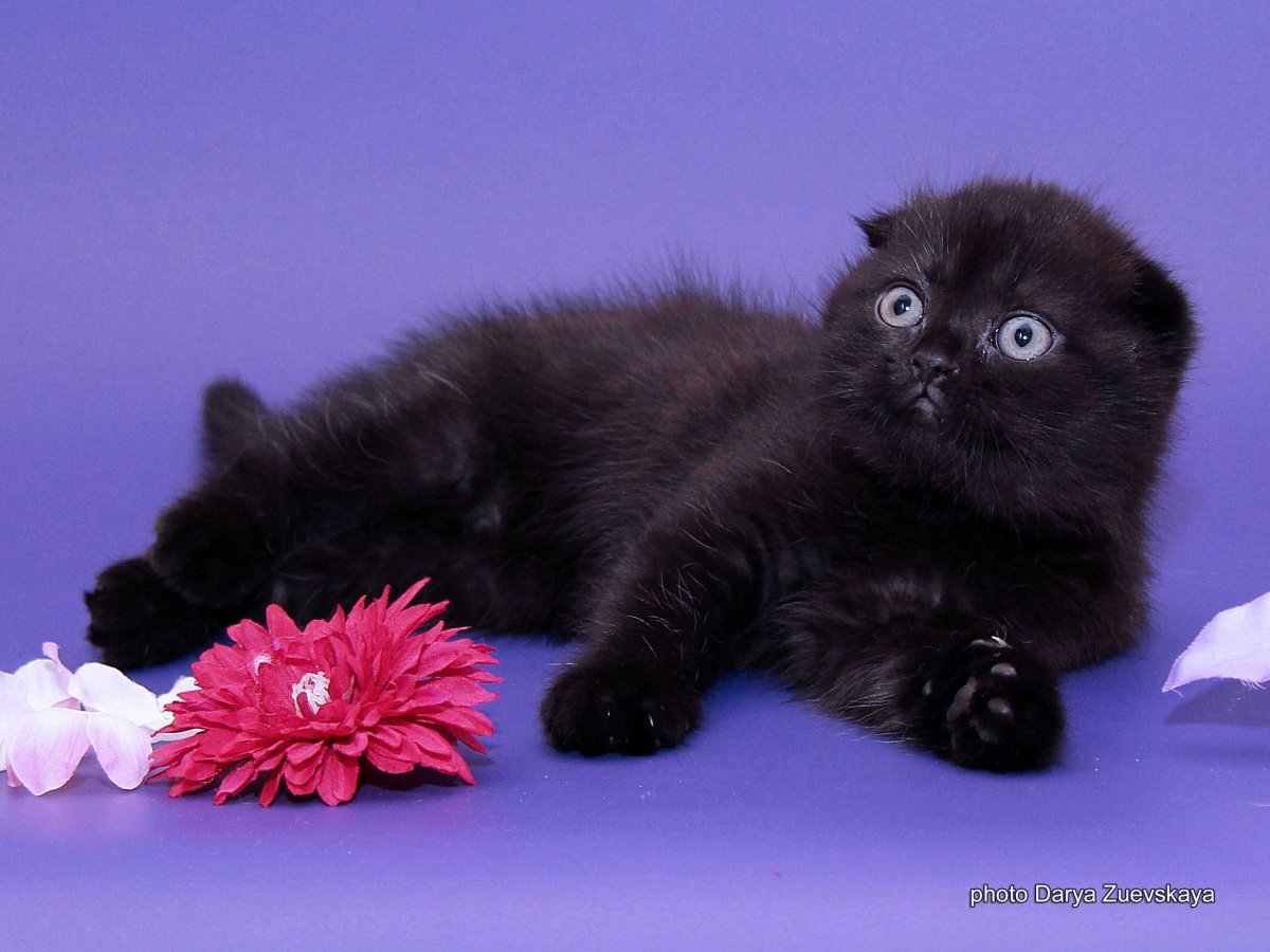 Шотландская вислоухая на черном фоне