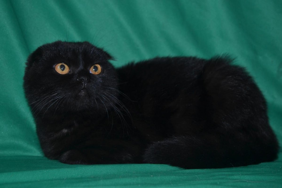 Шотландская вислоухая кошка черная