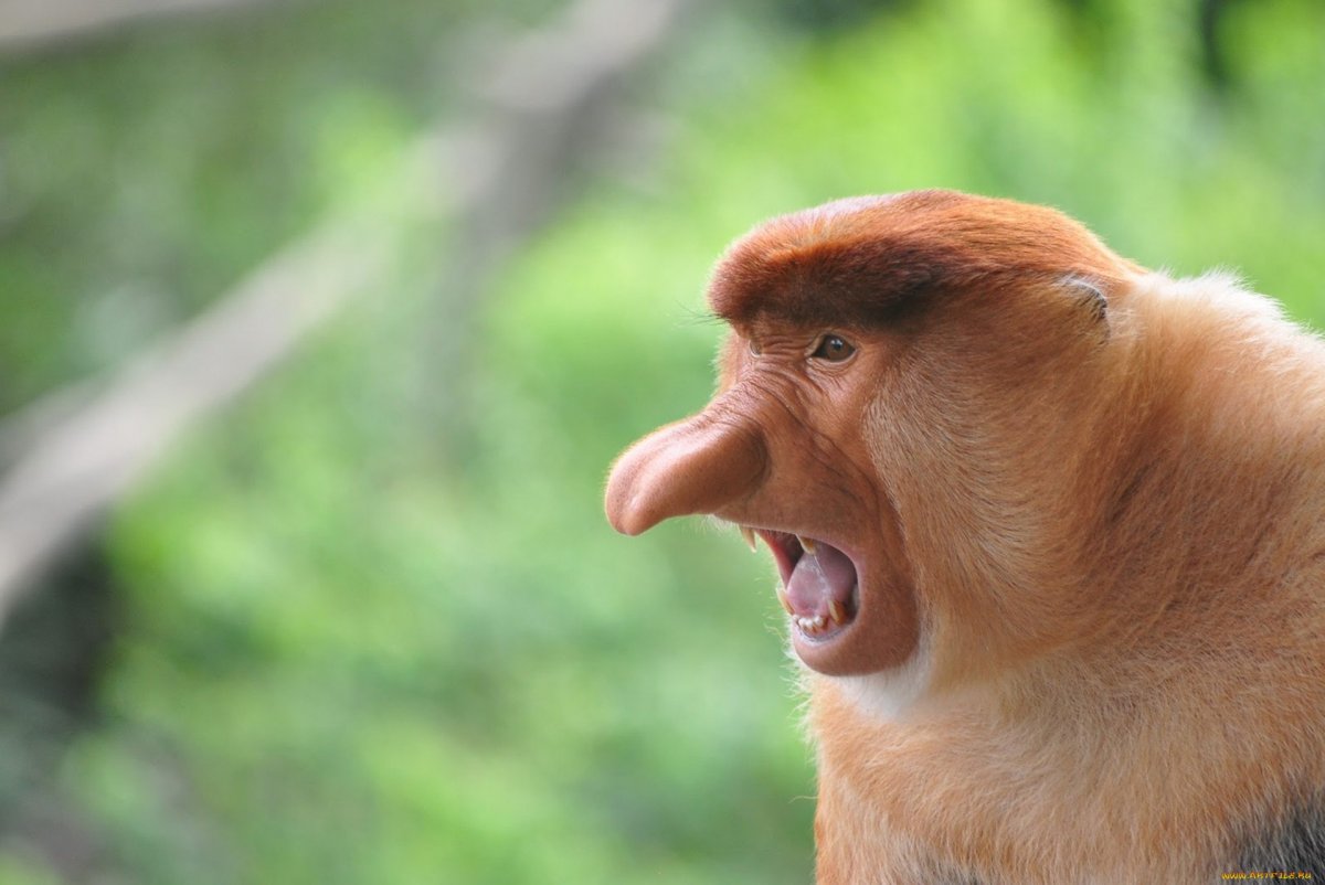 Бабуин носач