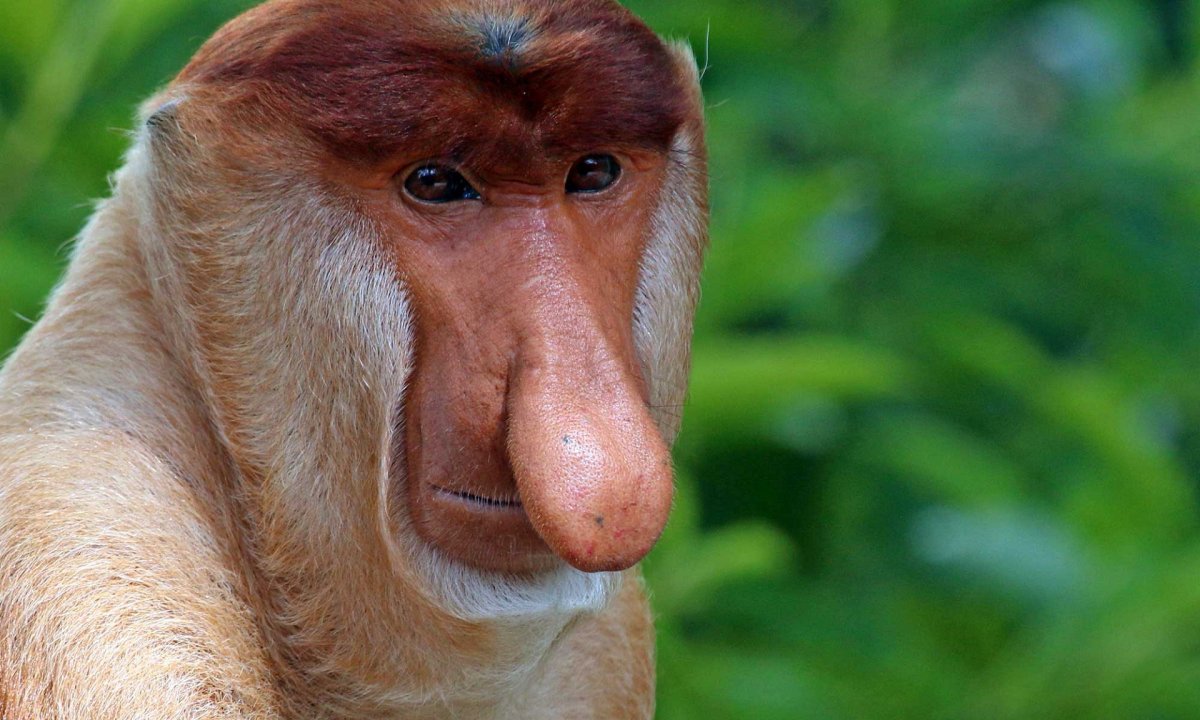 Рыжие животное с большим носом из сериала