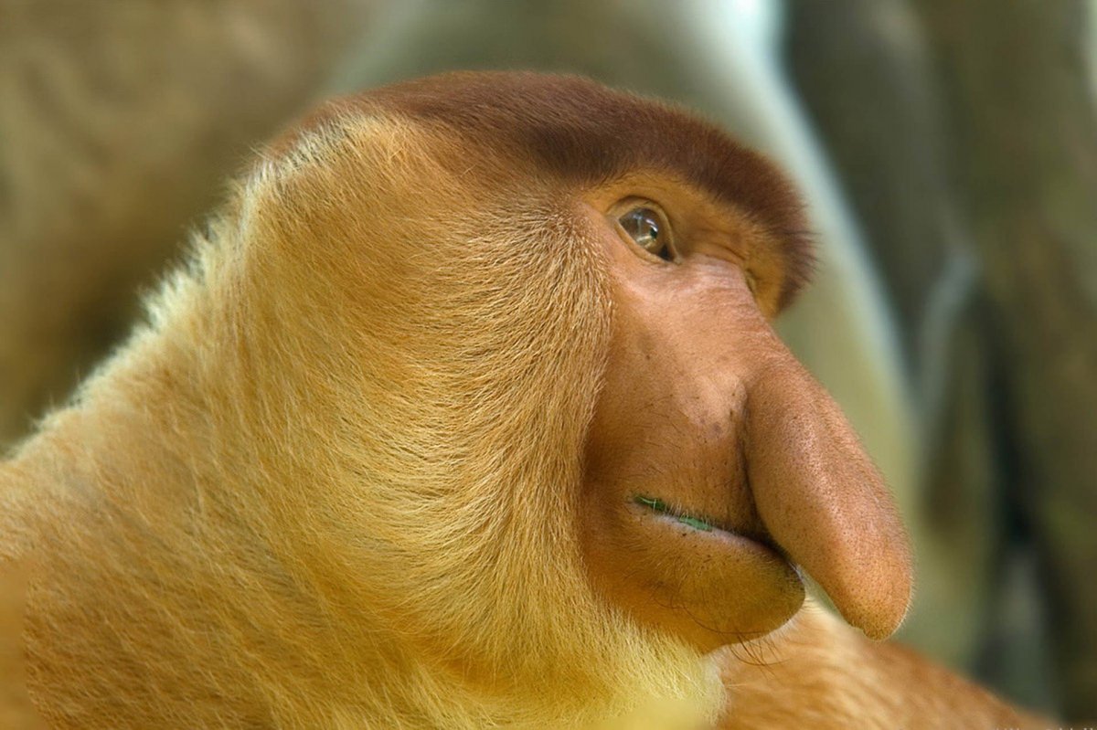 Обезьяна носач