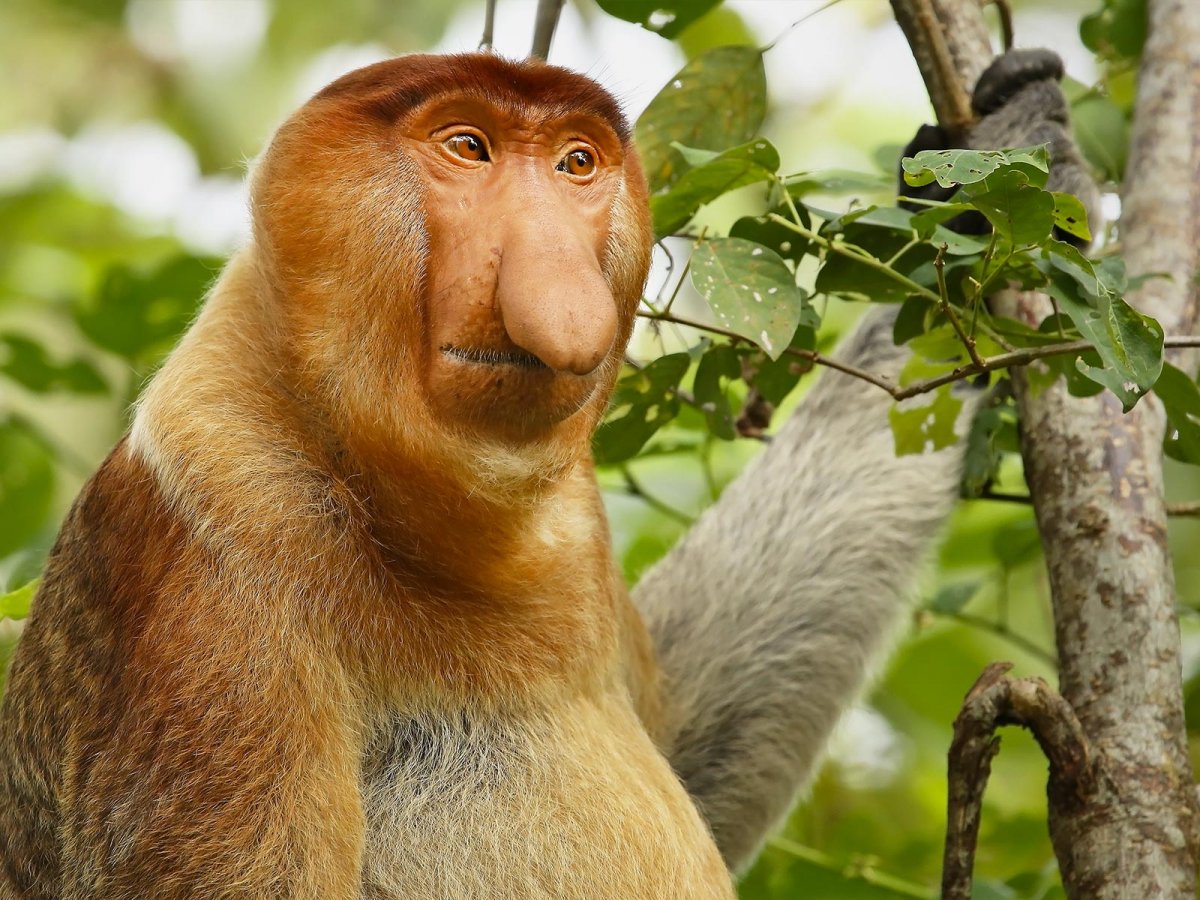 Хоботковая обезьяна