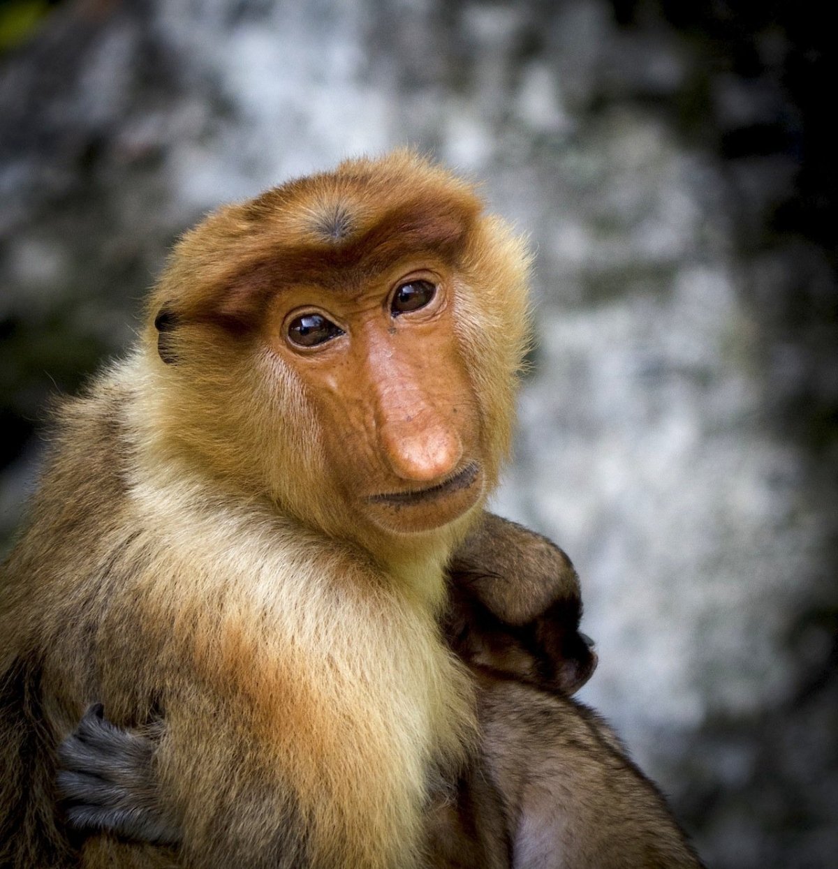 Животное с носом