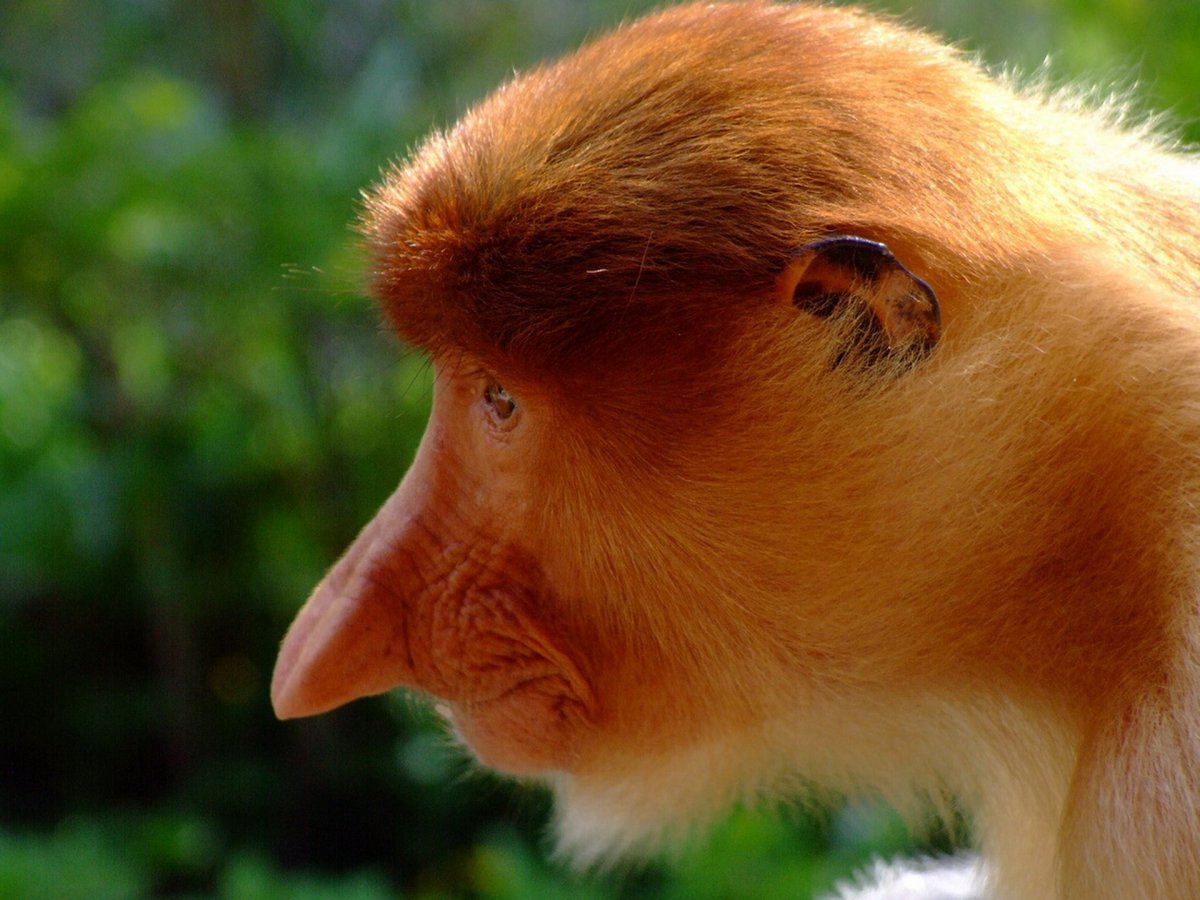 Бабуин носач