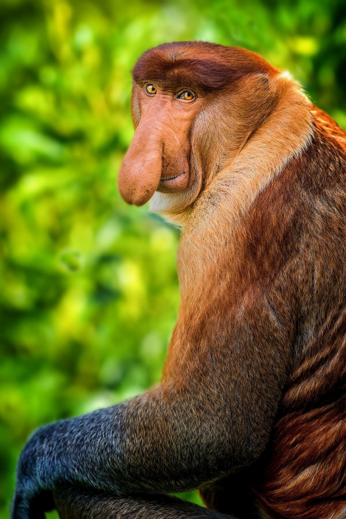 Обезьяна с большими ушами