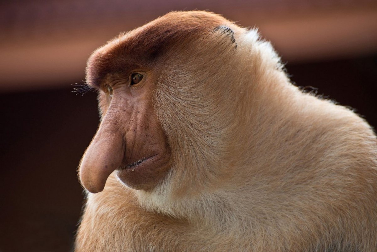 Обезьяна носач кахау