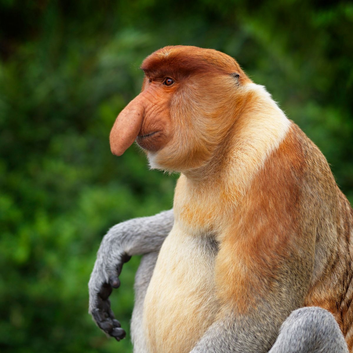 Нос обезьяны носач