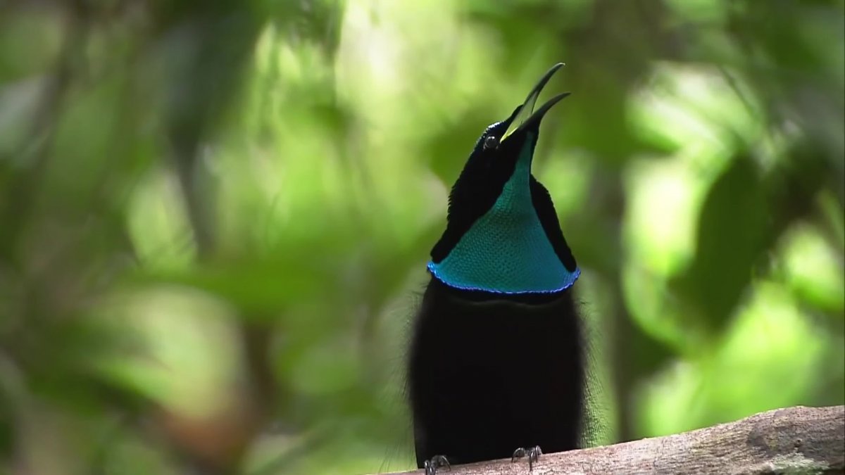 Великолепная щитоносная Райская птица