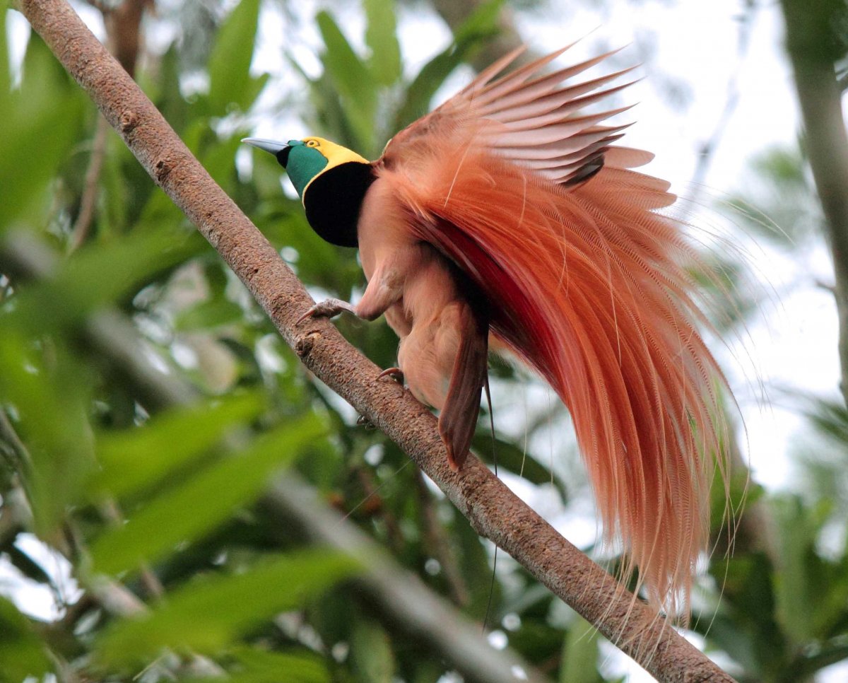 Райская птица Гоби