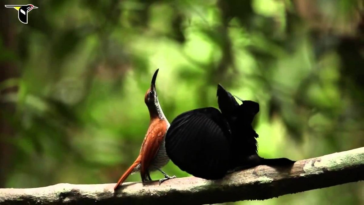 Райская танагра