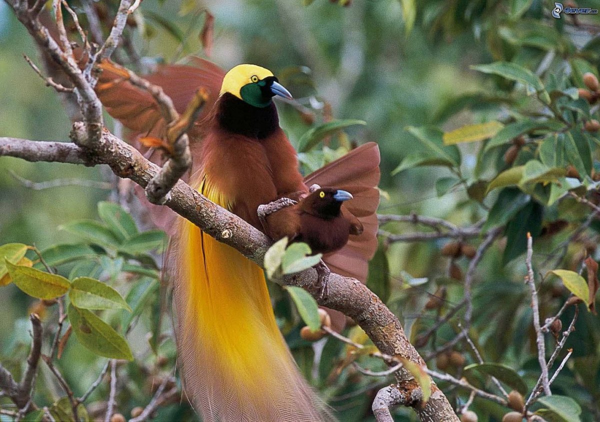 Синяя Райская птица