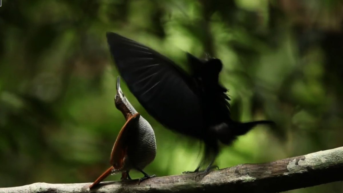 Королевская мухоловка птица