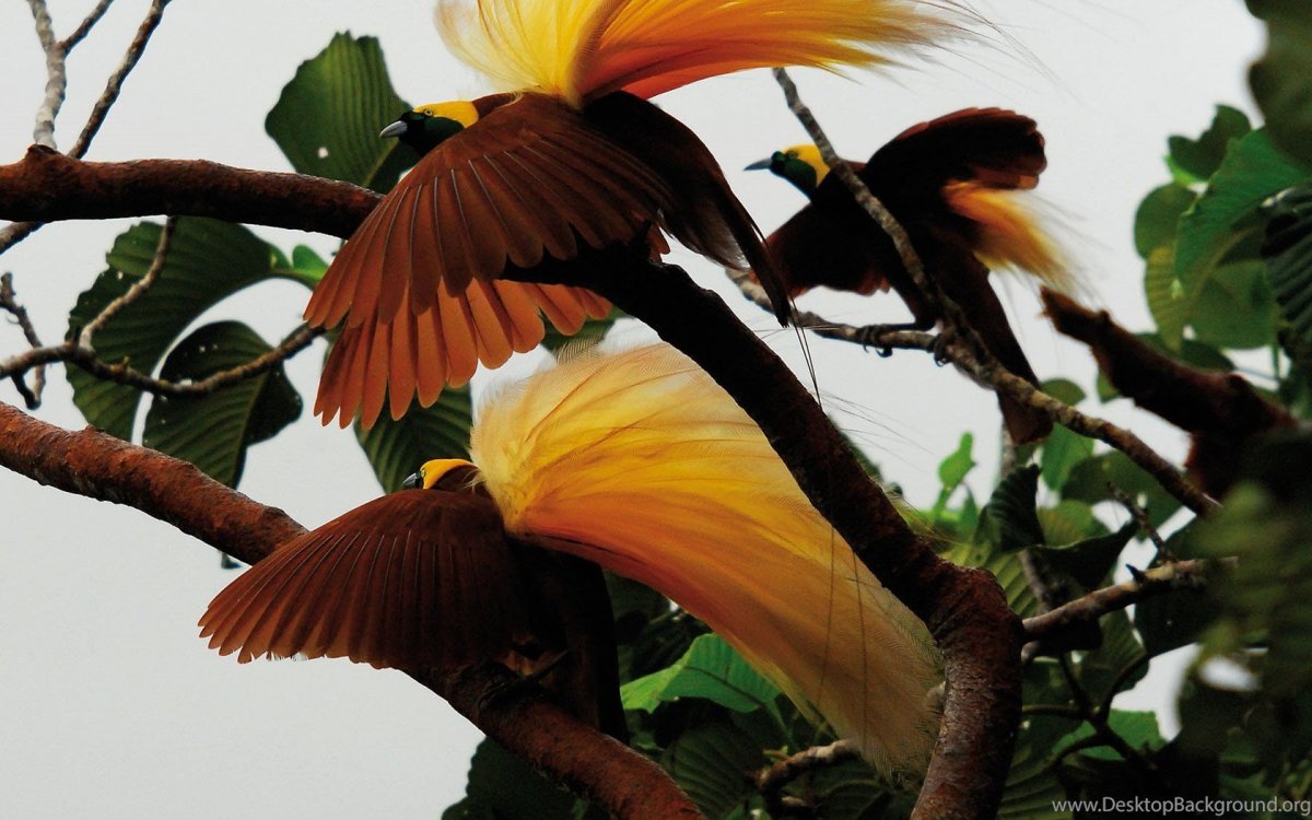 Красная шилоклювая Райская птица