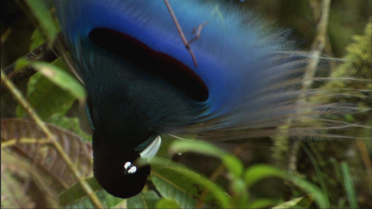 Райская птица Уилсона