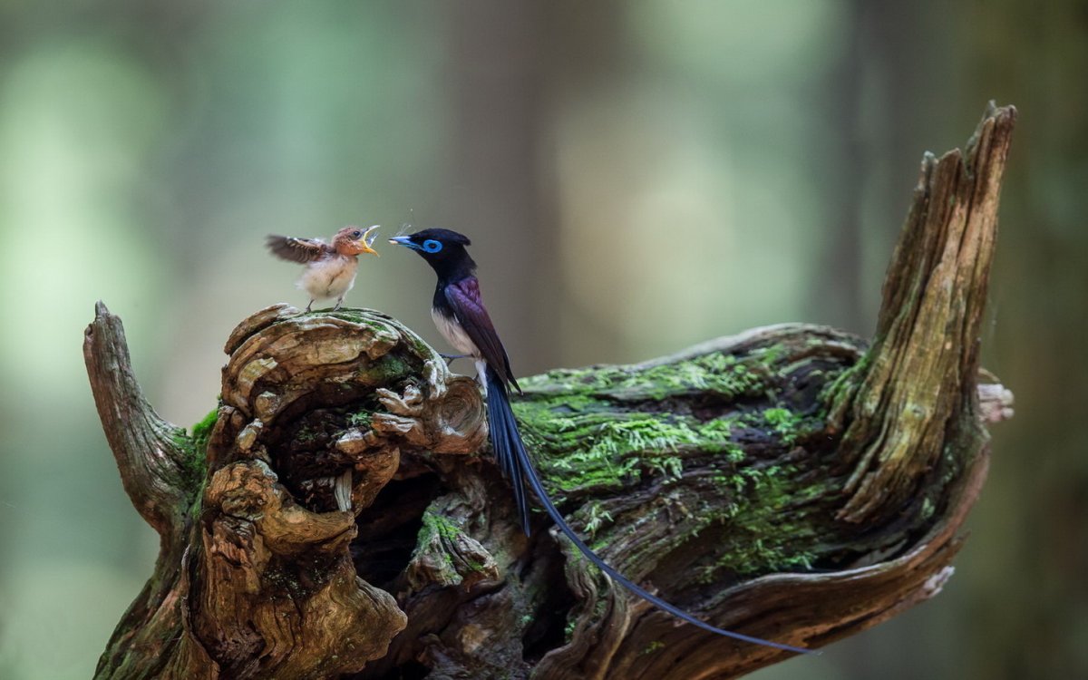 Райские птицы пара