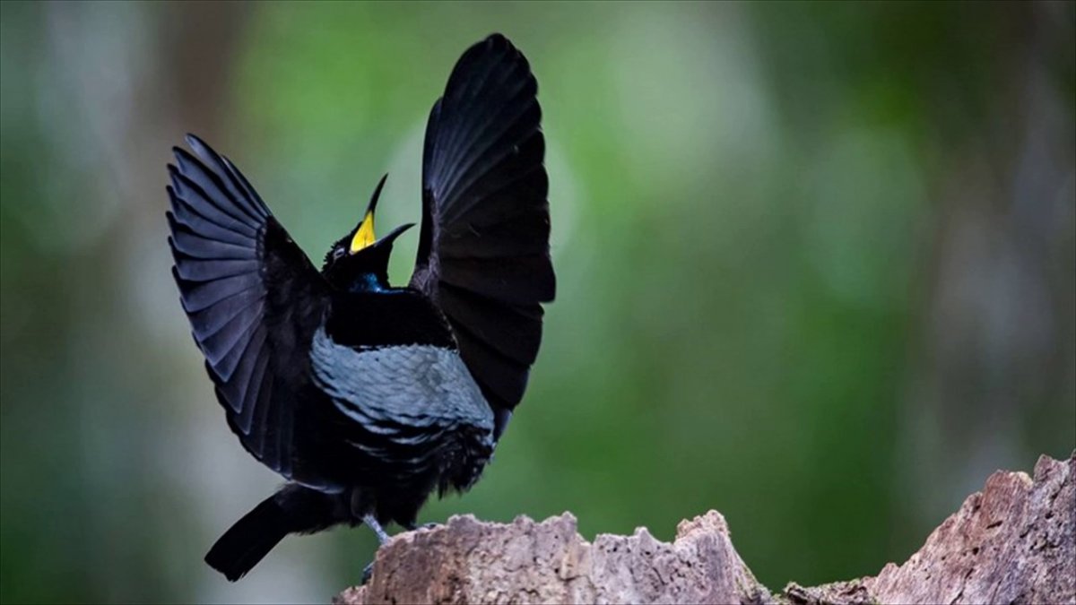 Лофорина Суперба птица