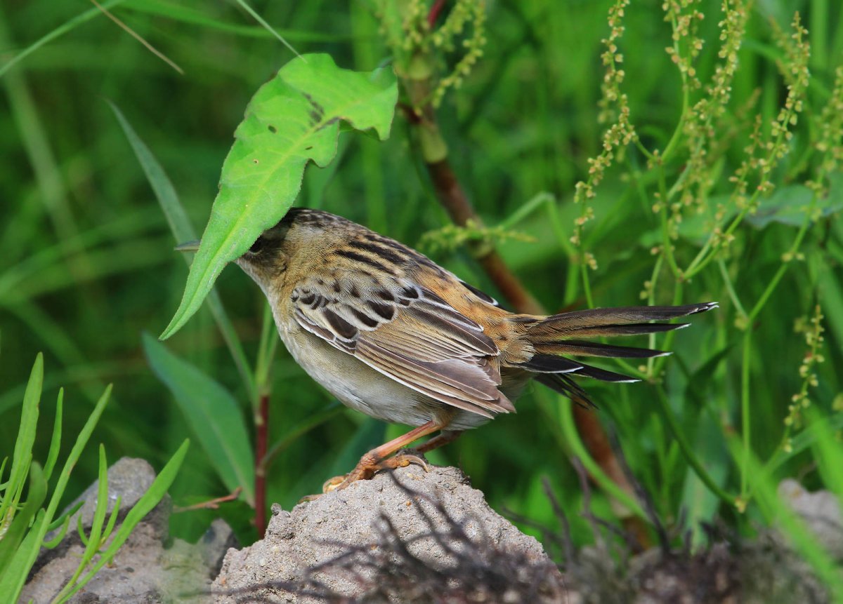 Певчий сверчок птица
