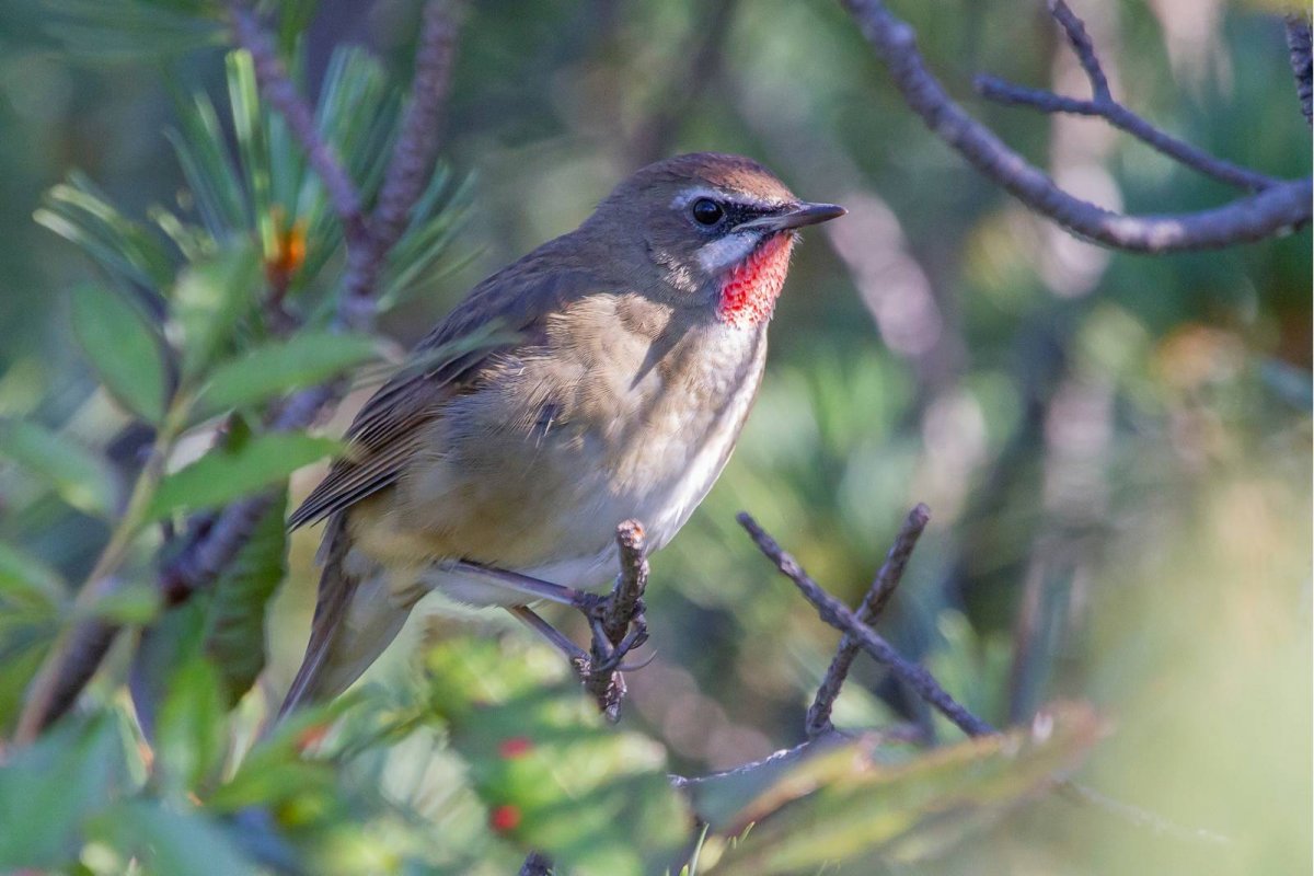 Соловей-красношейка Luscinia Calliope