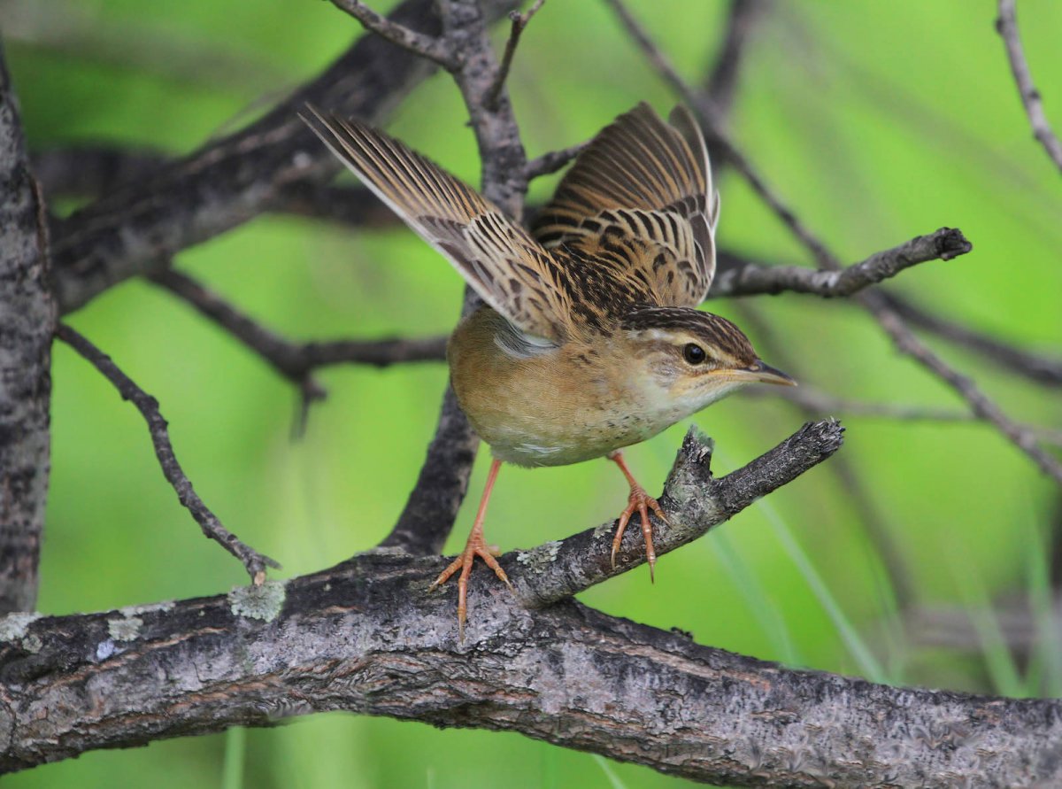 Певчий сверчок птица