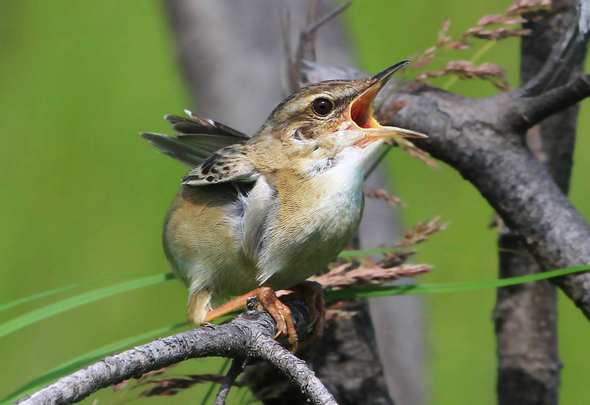Певчие птицы дальнего Востока