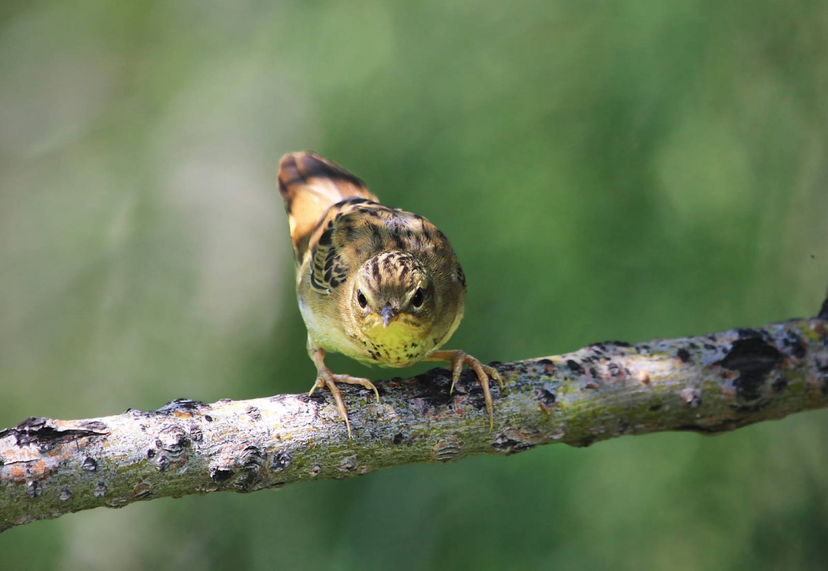Певчий сверчок гнездо фото