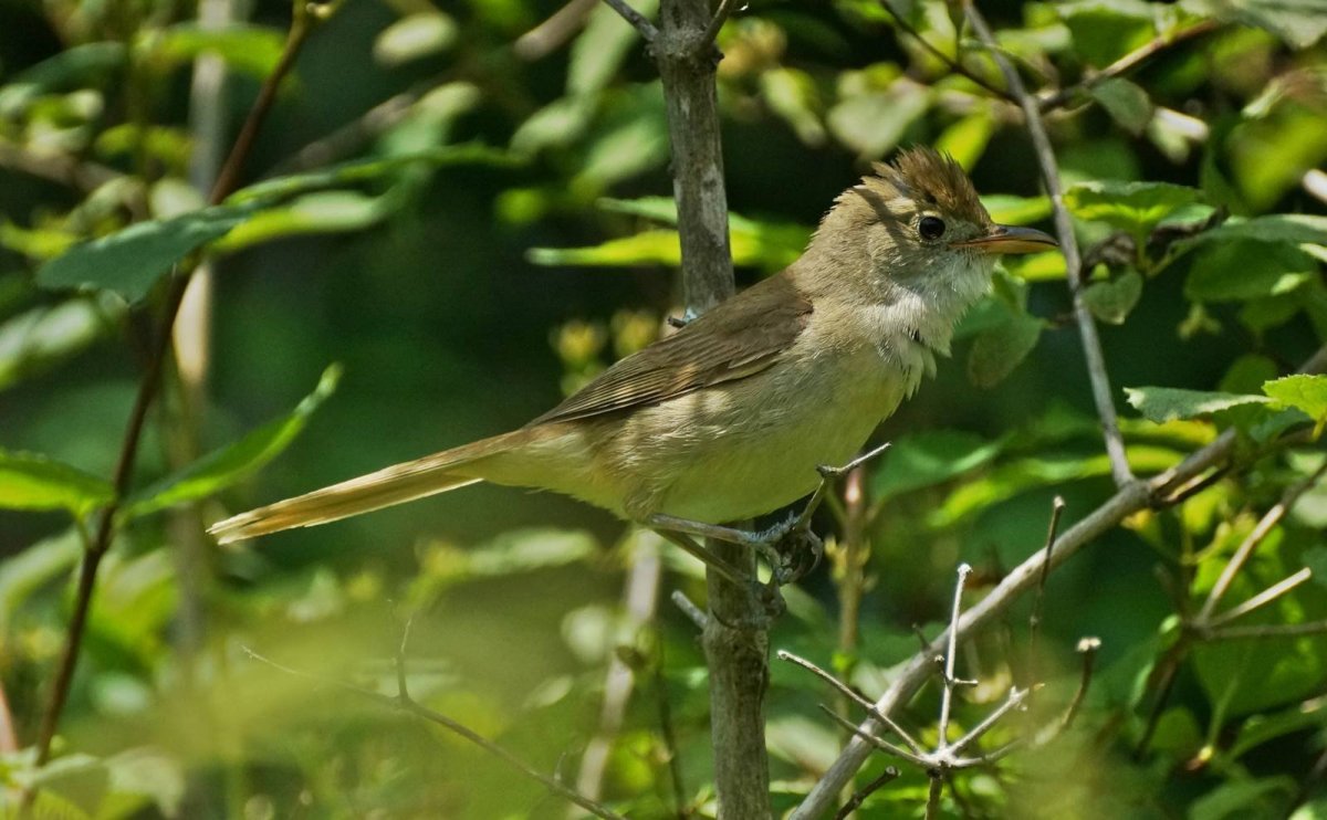 Толстоклювая камышевка