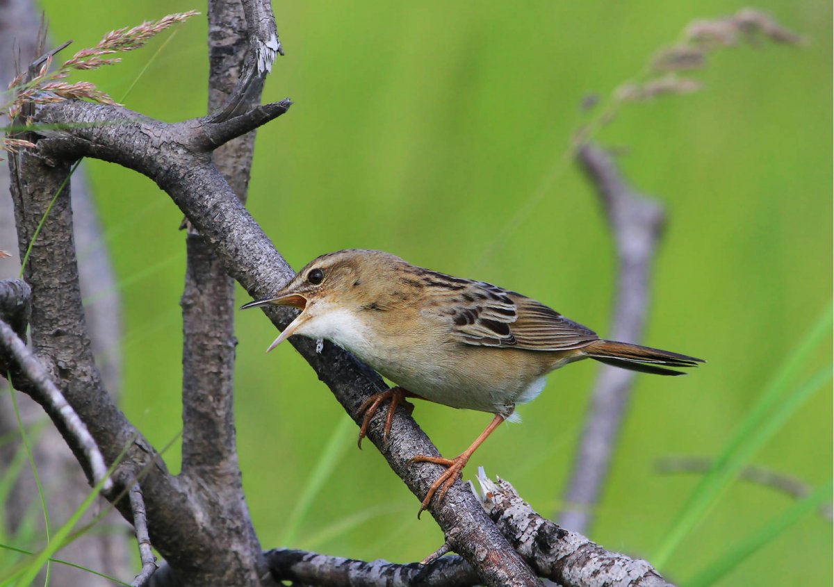 Певчие птицы Приморского края