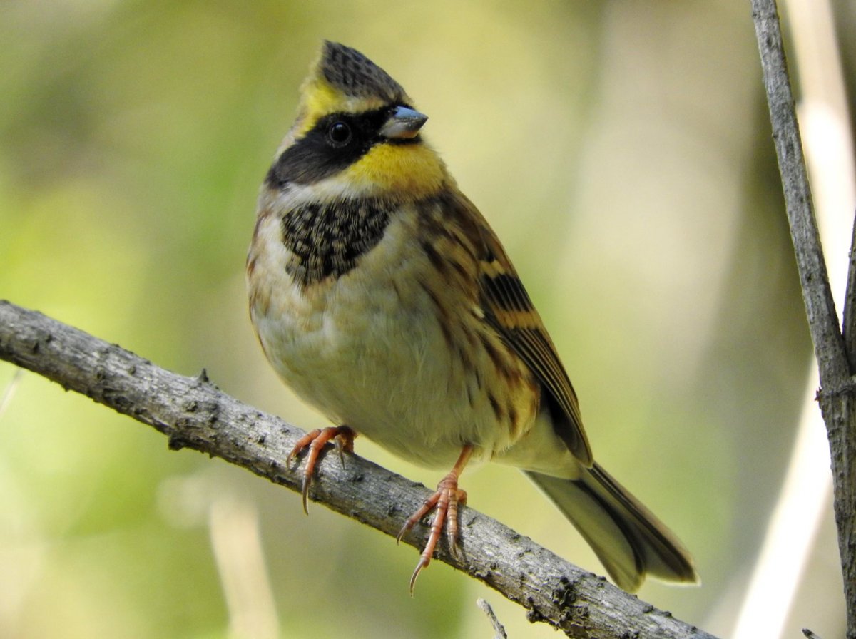 Желтогорлая овсянка
