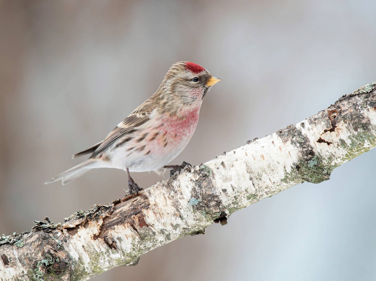 Сизый Дрозд птица