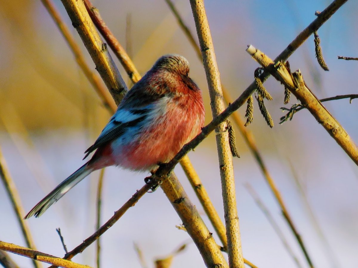 Певчий сверчок птица