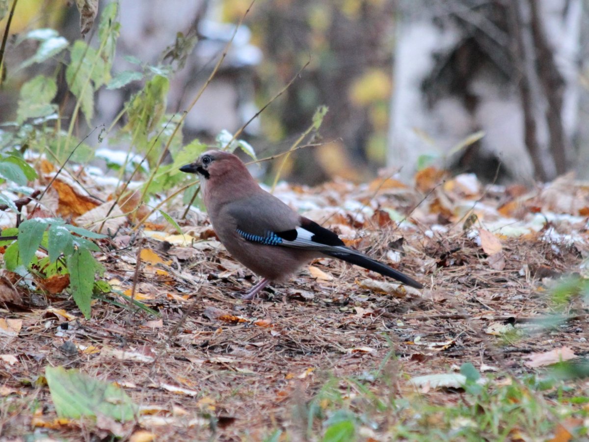 Сойка обыкновенная garrulus glandarius
