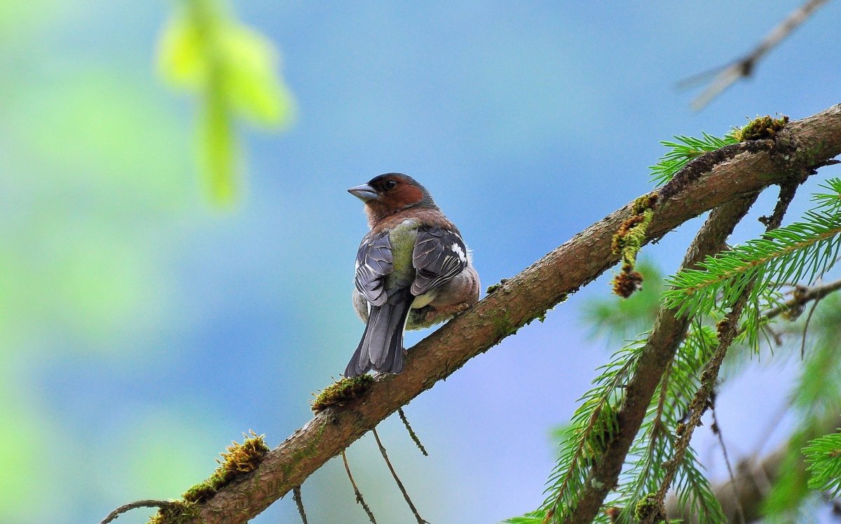 Вьюрковые Зяблик