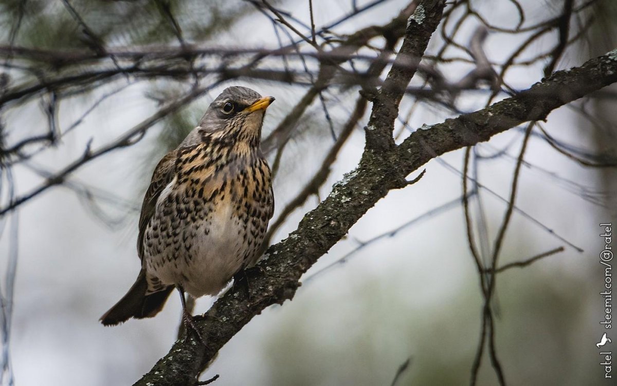 Дрозд свиристель Крымский