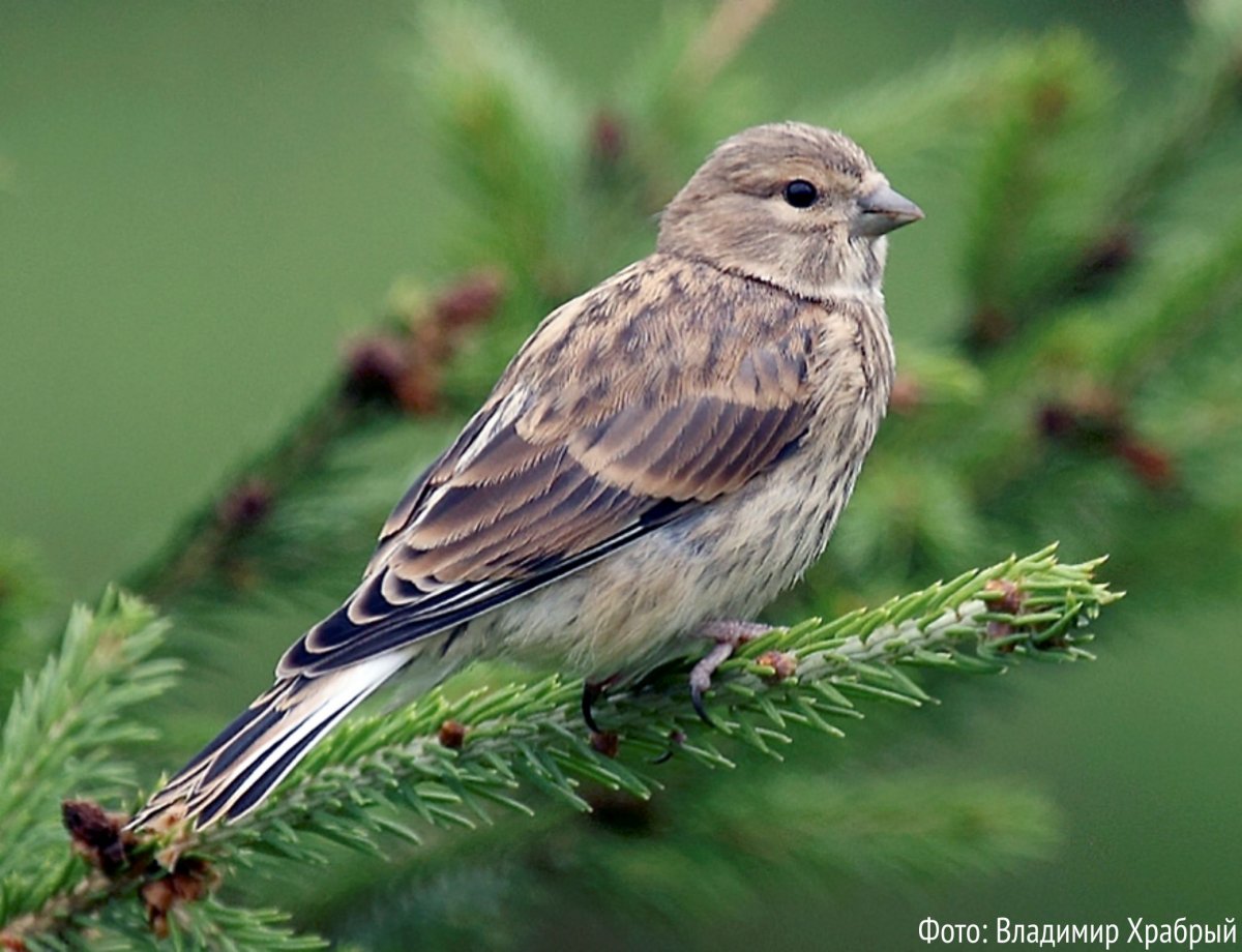 Зяблик кавказский