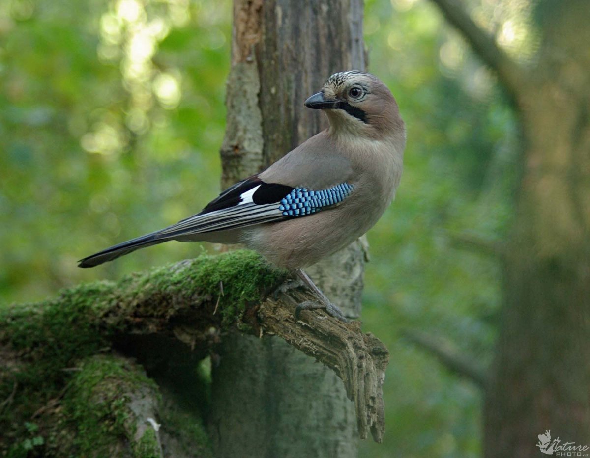 Сойка Калужской области