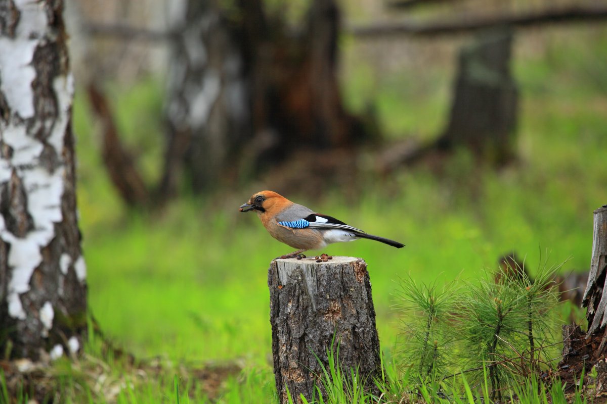 Хохлатая свиристель