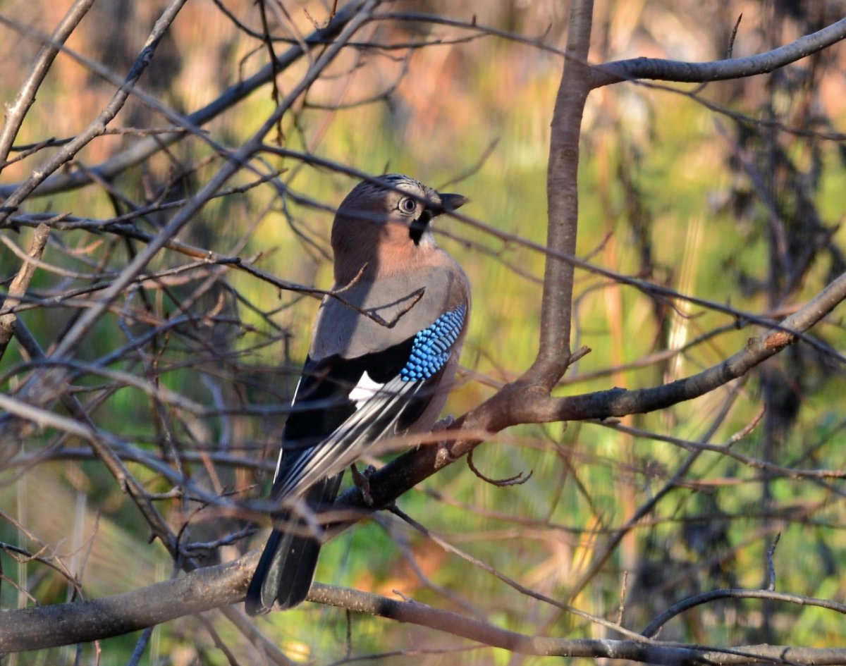 Птица Сойка Крымская