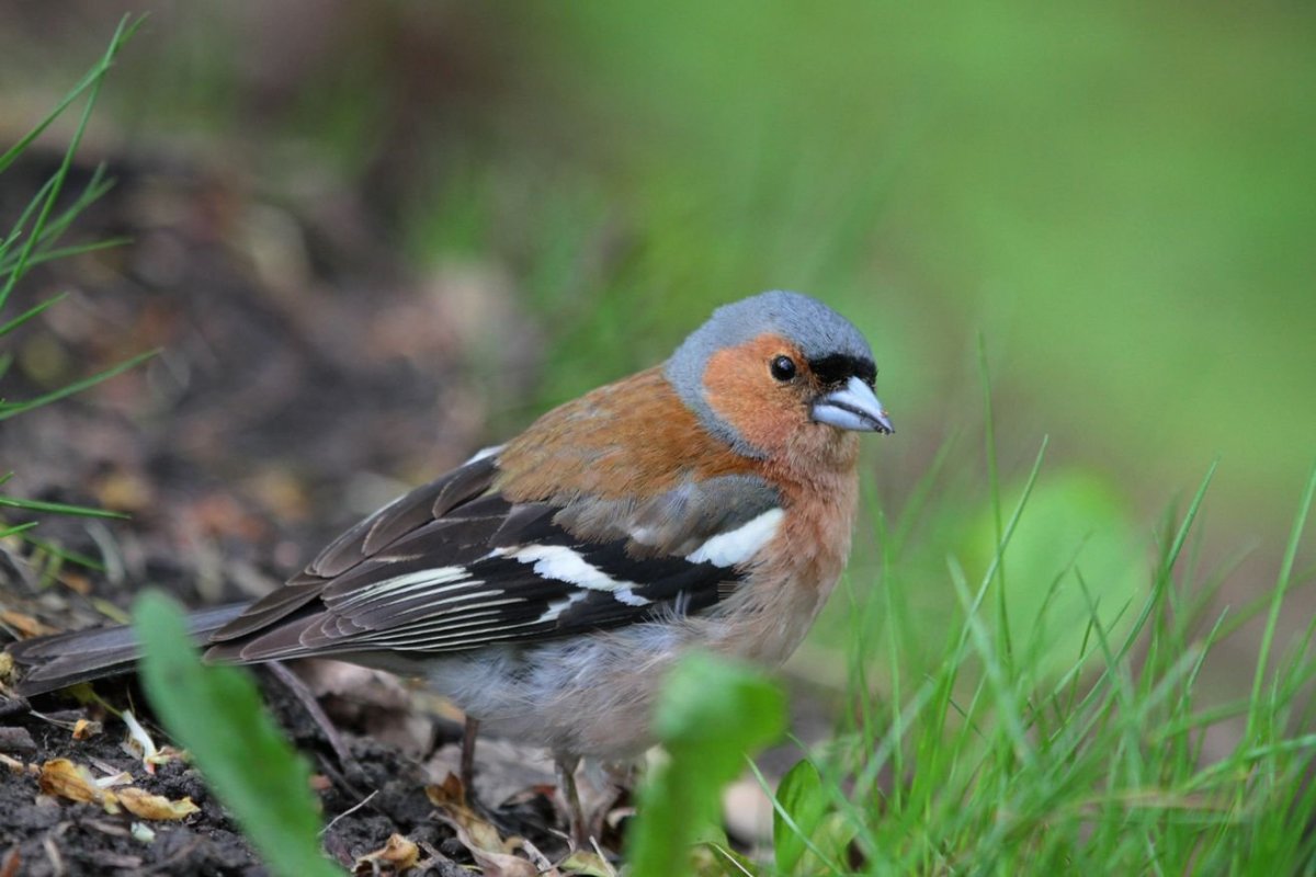 Зимующие птицы Сойка