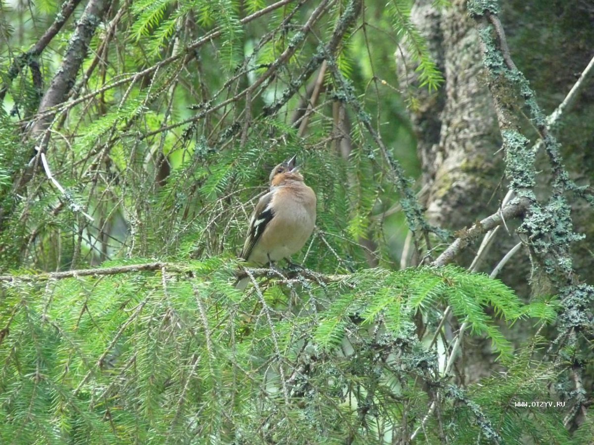 Птицы северных лесов