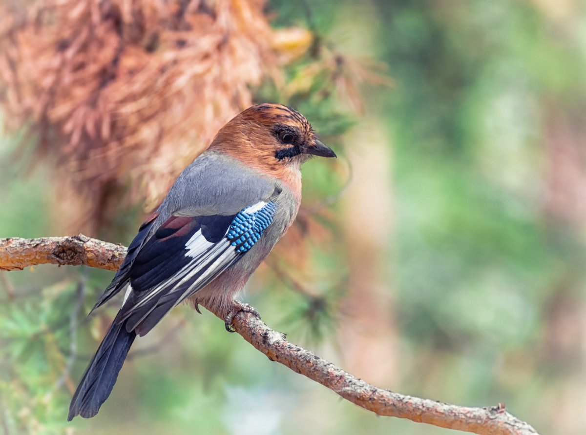 Птицы Молдавии