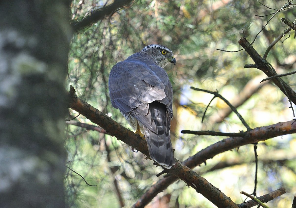Лесные птицы Ленинградской