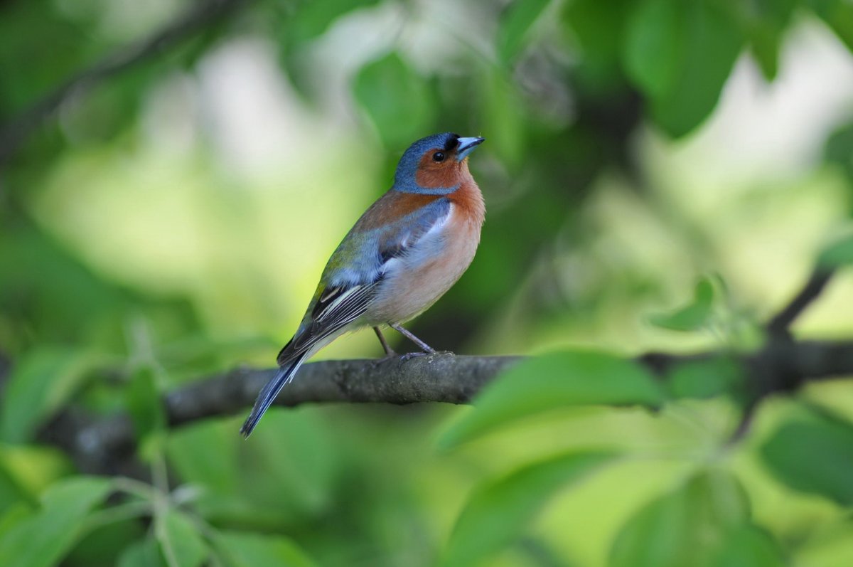 Птица Сойка Крымская