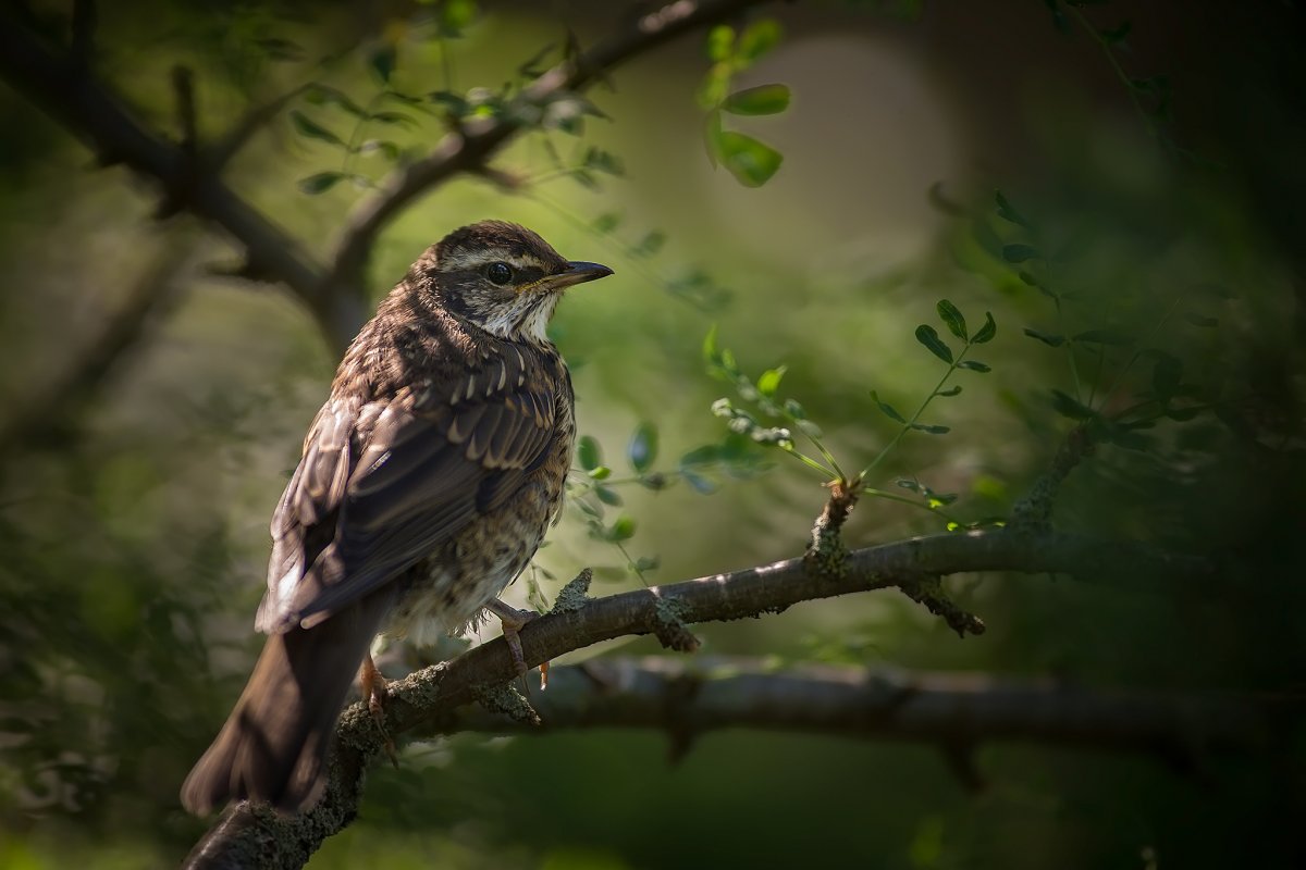 Сойка Подмосковная