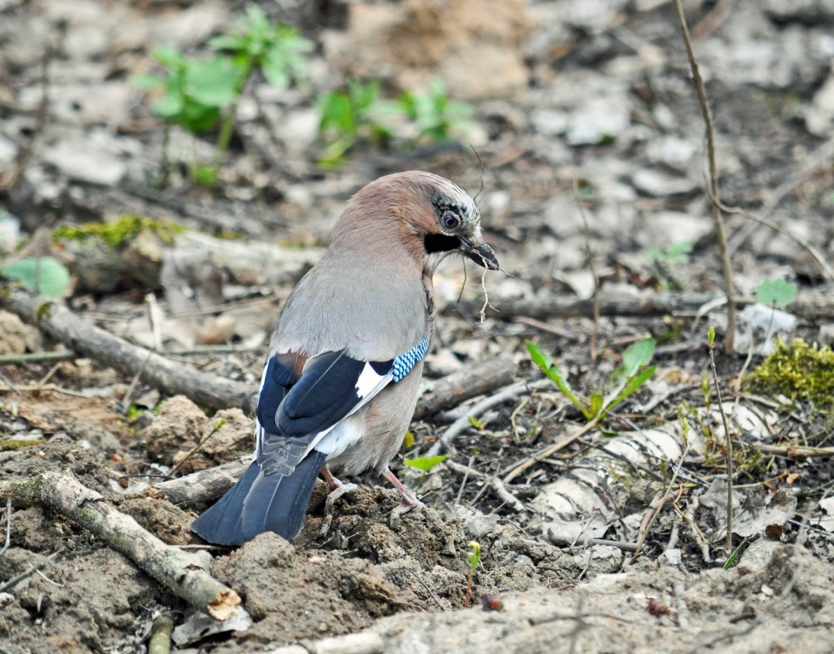Сойка птица Ленинградская область