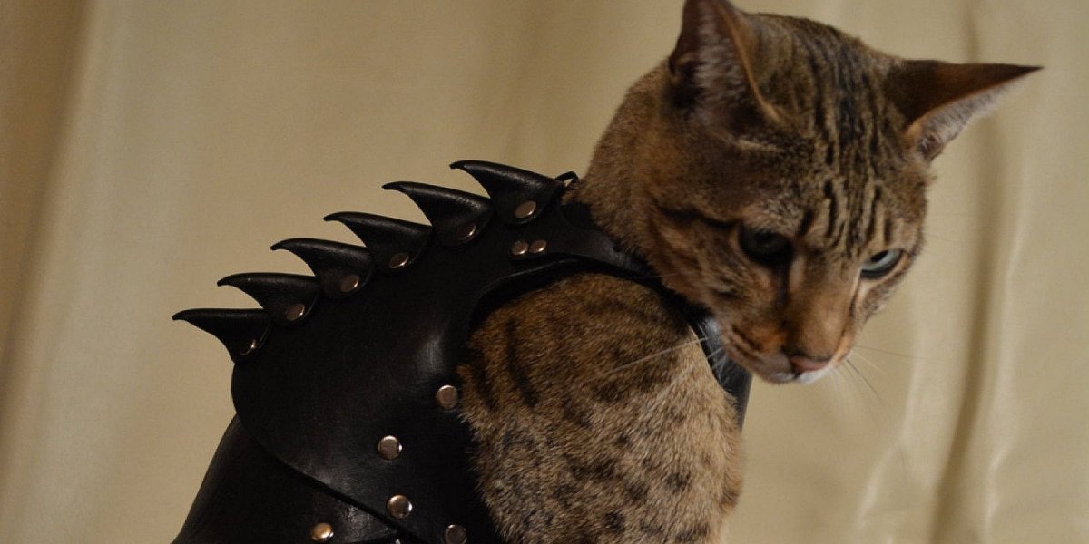 Кот в доспехах