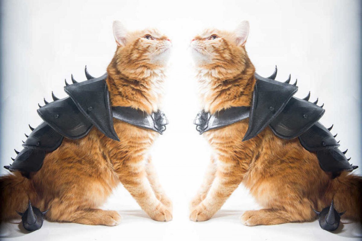 Космический котик