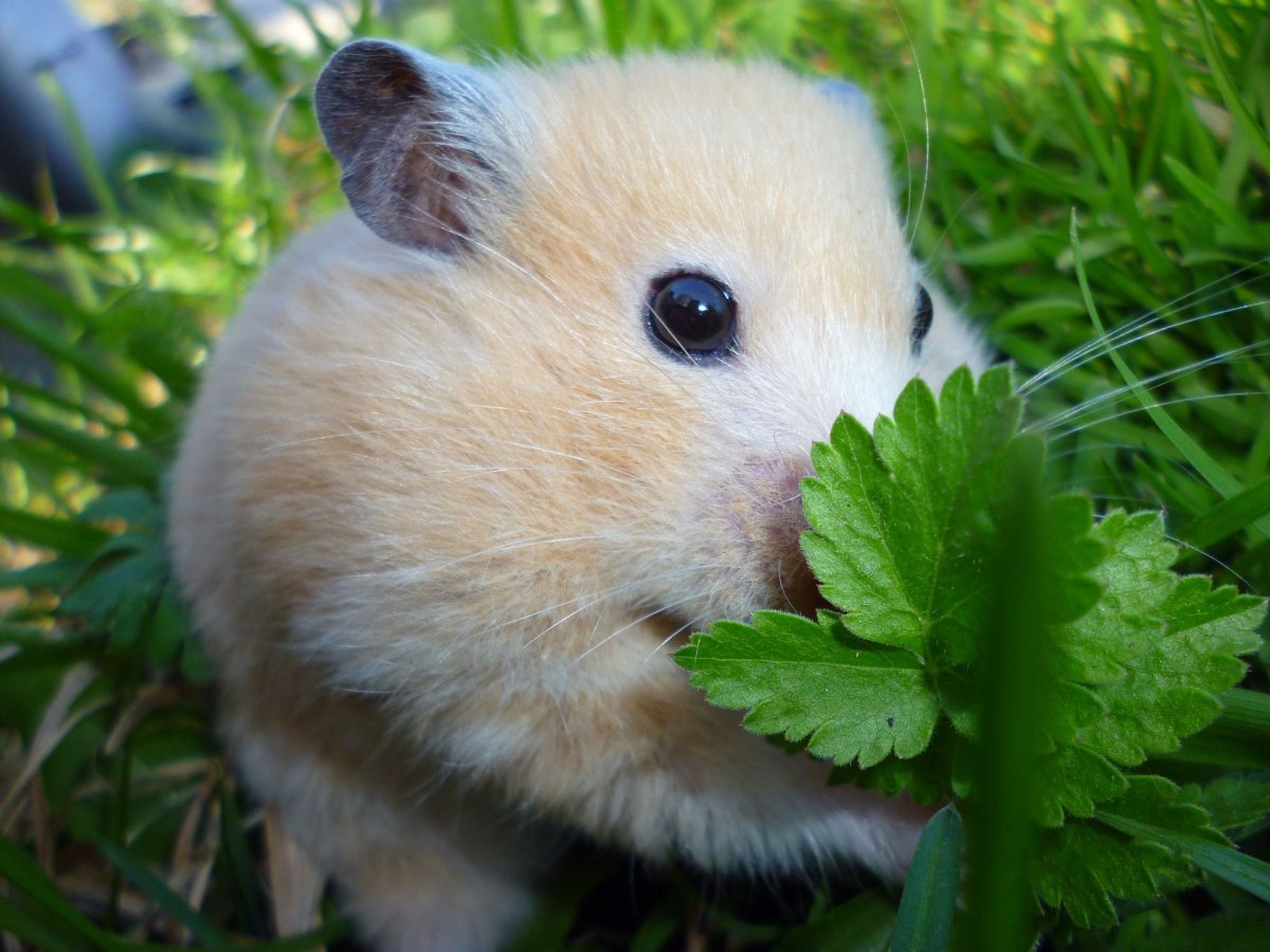 Милый хомячок