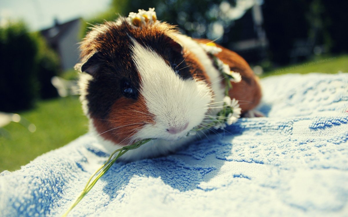 Розовый хомяк