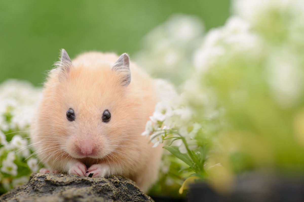 Милые морские свинки