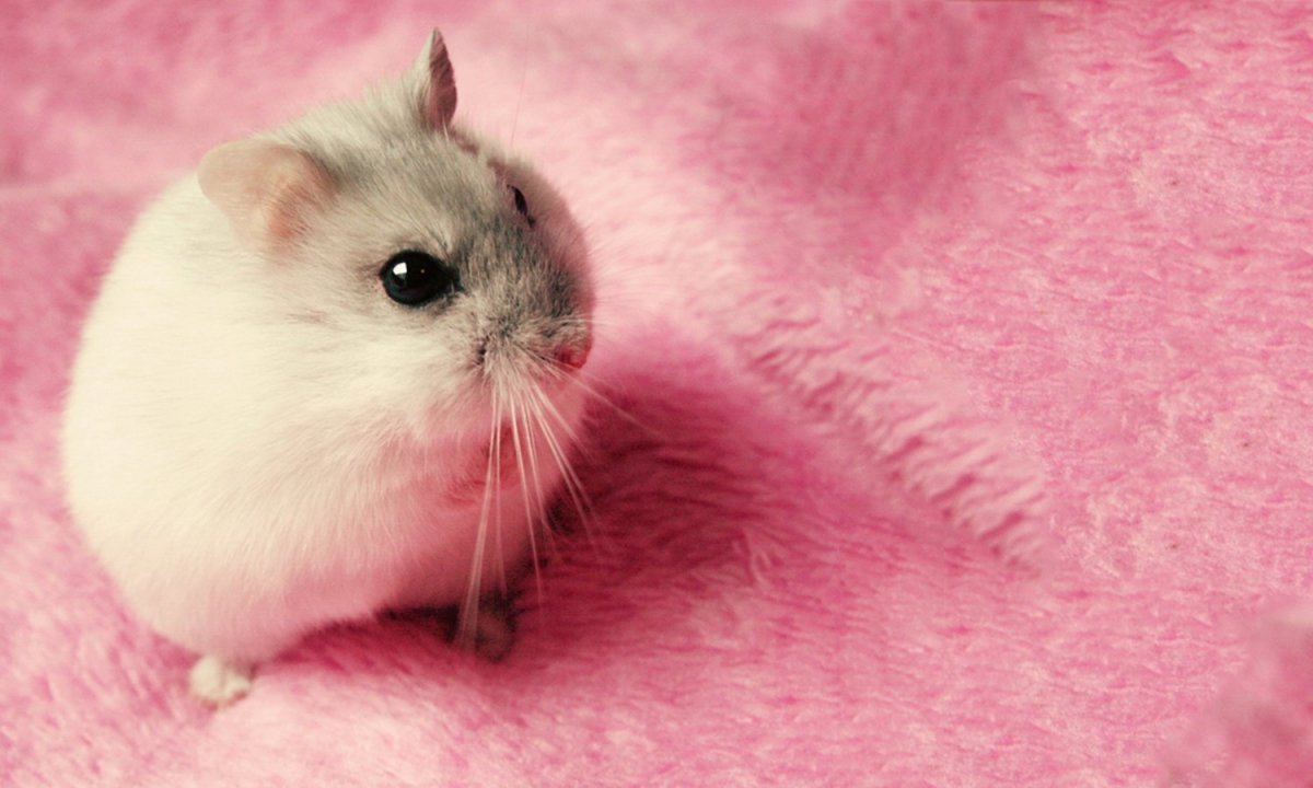 Морская Свинка Артур